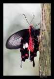 Papillorama (10)_1