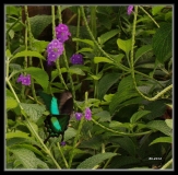 Papillorama (11)_1