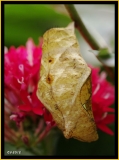 Papillorama (12)_1