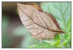 Papillorama (13)_1