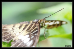 Papillorama (14)_1