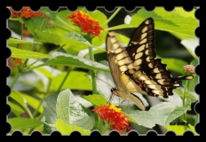 Papillorama (15)_1