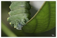Papillorama (17)_1