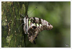 Papillorama (19)_1