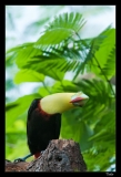 Papillorama (1)_1