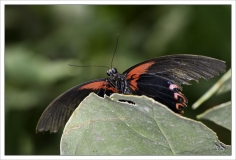 Papillorama (21)_1