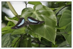 Papillorama (22)_1