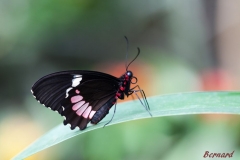 Papillorama (25)_1