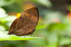 Papillorama (26)_1