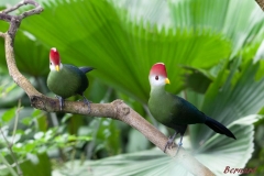 Papillorama (27)_1