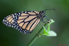 Papillorama (28)_1