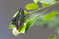 Papillorama (29)_1