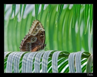Papillorama (2)_1