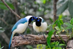 Papillorama (30)_1