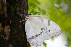Papillorama (33)_1