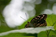 Papillorama (34)_1