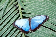 Papillorama (35)_1