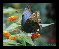 Papillorama (36)_1