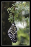 Papillorama (37)_1