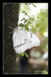 Papillorama (38)_1