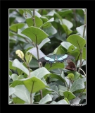Papillorama (39)_1