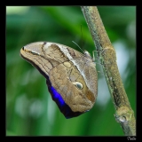 Papillorama (3)_1