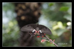 Papillorama (40)_1