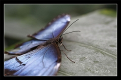 Papillorama (41)_1