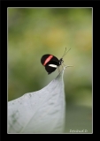 Papillorama (42)_1