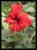 Papillorama (48)_1