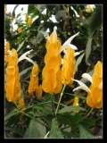 Papillorama (49)_1