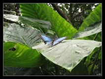Papillorama (50)_1
