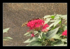 Papillorama (52)_1