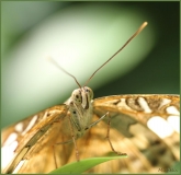 Papillorama (53)_1