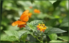 Papillorama (54)_1