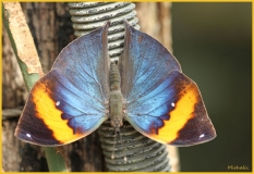 Papillorama (55)_1
