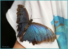 Papillorama (56)_1