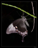 Papillorama (5)_1