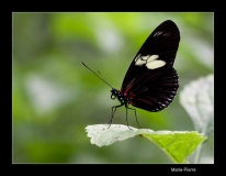 Papillorama (6)_1