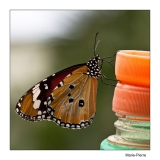 Papillorama (7)_1