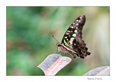 Papillorama (8)_1
