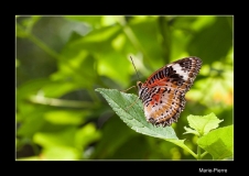 Papillorama (9)_1