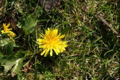SONY DSC