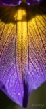 Erwin_Vullierens-1
