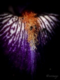 Erwin_Vullierens-2