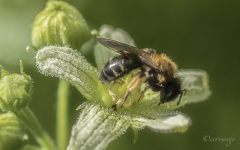 Erwin_Vullierens-5