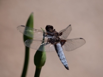 Macro_JOG_-2-sur-3