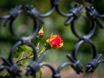 Macro_JOG_-3-sur-3
