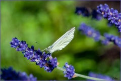 SONY DSC
