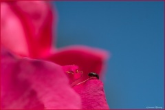 Vullierens-Macro-Laurent-1